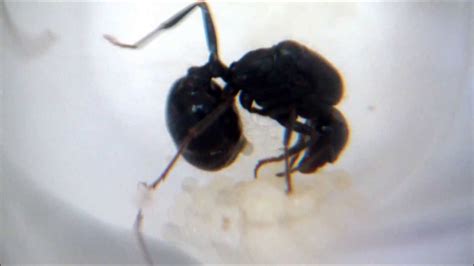 Queen Ants Laying Eggs