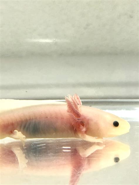 Blue Gilled Pink Lucyleucistic Axolotl 2 Ivysaxolotls