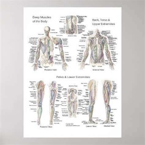 Muscle Anatomy Poster Deep Layers Zazzle