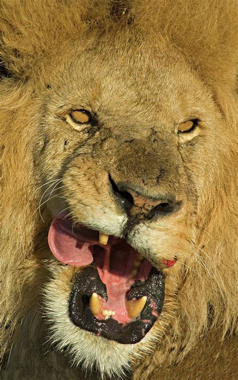 Close Up Of A Lion Snarling Ngorongoro Photograph By Animal Images
