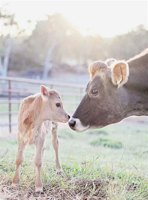 342 Best Jersey Cows Images On Pinterest Cow Farm