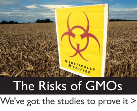 Risks Of Genetically Modified Food Trybiotech