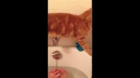 Cat Fail Cat Falls Into Bathtub Youtube