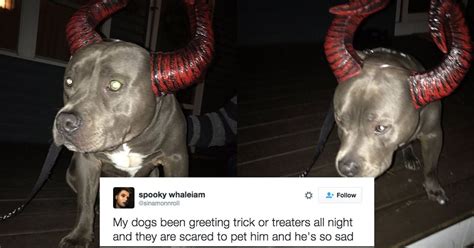 Everyone Is Heartbroken Over This Sad Pit Bull After People Refused To