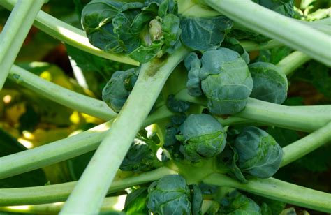Growing Brussel Sprouts How To Plant And Harvest This