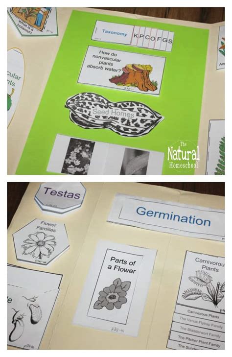 Botany Projects For Kids Awesome Hands On Learning Ideas The