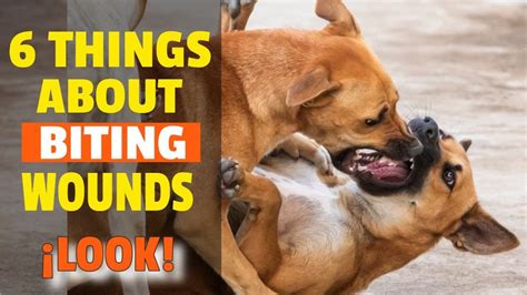 🐶6 Things About Bite Wounds In Dogs Imperdible Youtube