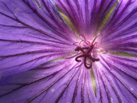 Purple Veins By Gillardowl On Deviantart