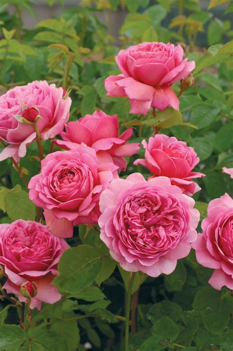 Princess Alexandra Of Kent~ David Austen Roses 2007 Fragrant Roses