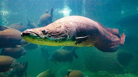 Ikan arapaima dapat tumbuh maksimal sepanjang 3 meter dan berat 200 kilogram. Gambar Ikan Arapaima Gigas Terbesar Berbahaya dapat Makan ...