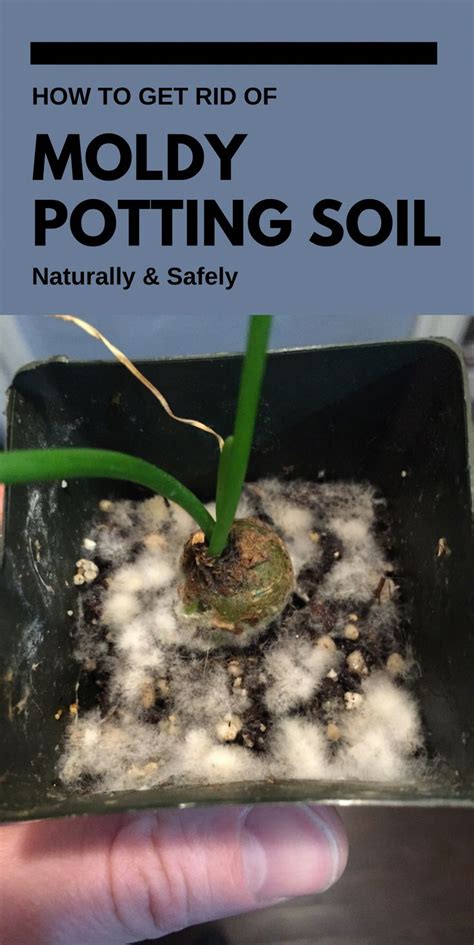 Soil mites can be unpleasant visitors when they get into indoor and outdoor potted plants. How to Get Rid of Moldy Potting Soil Naturally & Safely # ...