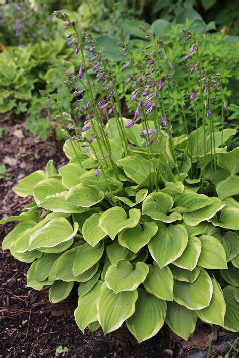 Whats Your Favorite Hosta Longfield Gardens