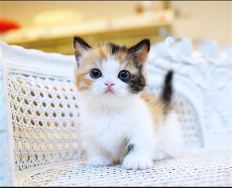 foto kucing lucu aesthetic
