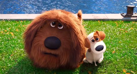 To turn a tiktok video into live wallpaper, first go to the video you want to use (the account must be public). The Secret Life Of Pets Wallpapers - Wallpaper Cave