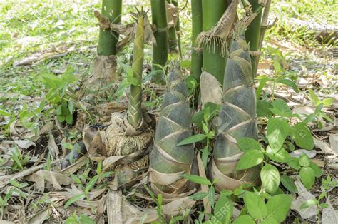 Bamboo Shoots Can Basically Be Thought Of As Baby Bamboo They Are A