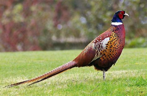 Raising Pheasants History Tips Facts Costs Breeds