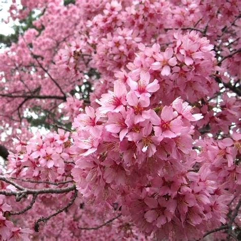 Erin Aarons Prunus Okame Flowering Cherry Prunus X Incam Okame