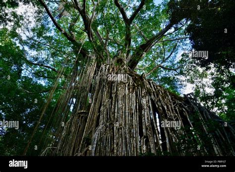 The Curtain Fig Tree Curtain Fig Tree National Park Atherton
