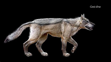 Pictures And Profiles Of Prehistoric Dogs