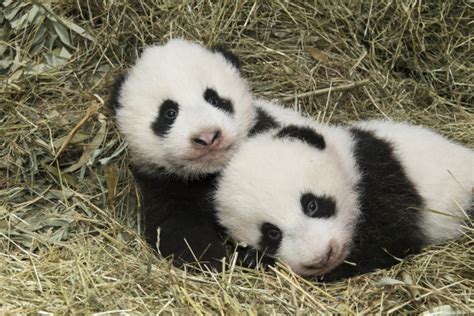 Viennas Giant Panda Twins Un Officially Named Zooborns