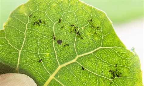 Found amidst clusters of honey mesquite, red cedar, and western juniper trees, the aspen tree is tall, with round, green leaves. Bugs on our Aspen trees - Ask an Expert
