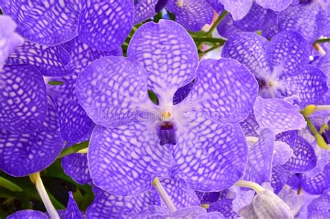 Violet Orchid Background Stock Photo Image Of Life Lilac 26310854
