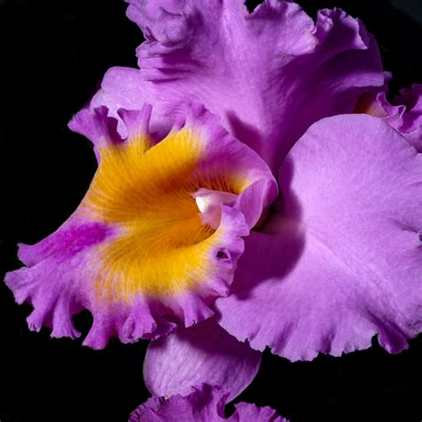 Magenta Orchid By Barry Guthertz Though The Artist Has Photographed