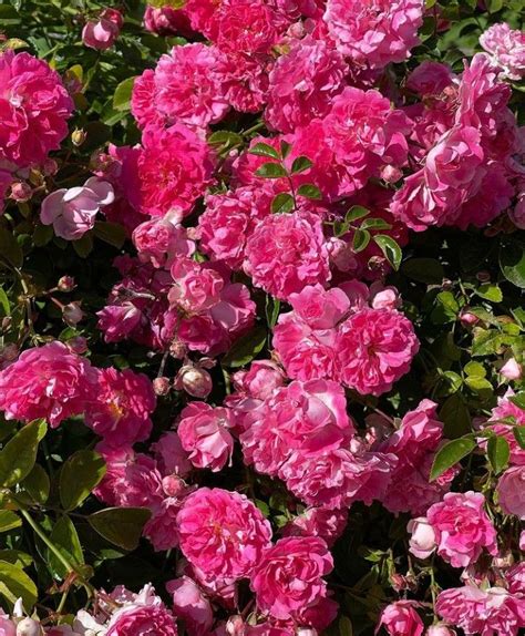 Rosa Surrey Korlanum 4 Litre Potted Rose Artofit