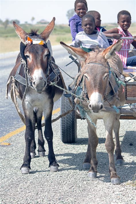 Donkey Pulling Cart