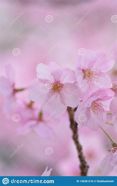 Macro Details Of Pink Cherry Blossoms In Japan Stock Photo Image Of