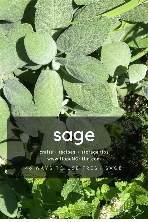 We did not find results for: I love cooking with fresh herbs and filling our freezer ...
