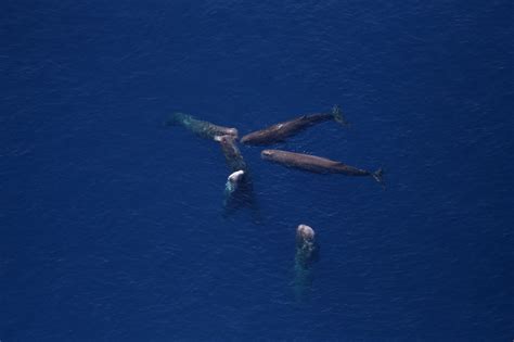 Sperm Whale Noaa Fisheries