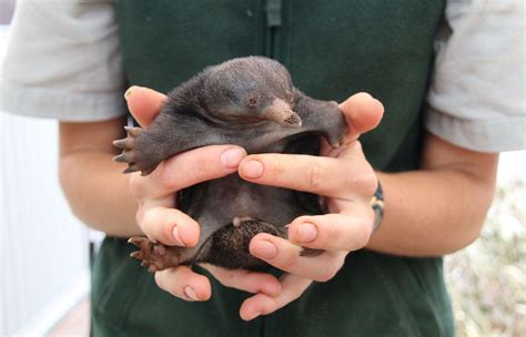 This Adorable Animal Looks Exactly Like Niffler From Fantastic Beasts