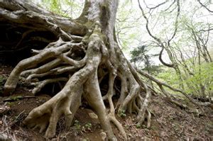 The disease is incurable and can spread to other susceptible plants if you don't remove the affected tree from your yard. Trees and Roots | Woodlands.co.uk
