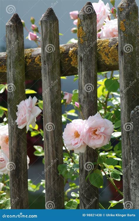Pink Roses On Wooden Fence Stock Photo Image Of Romantic 98821438