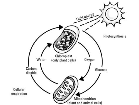 Cellular Respiration And Photosynthesis Diagram General Wiring Diagram