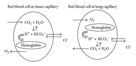 Carbon Dioxide Transport In Blood Download Scientific Diagram