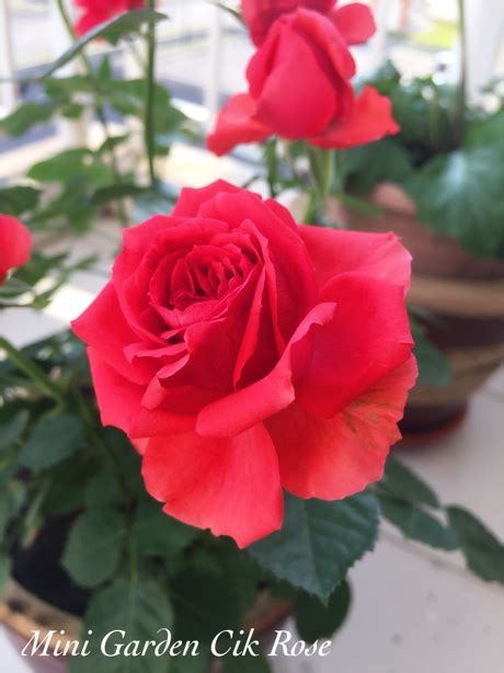 Check spelling or type a new query. Lebatnya Ros Dah Macam Kebun Bunga! Wanita Ini Kongsi Cara ...