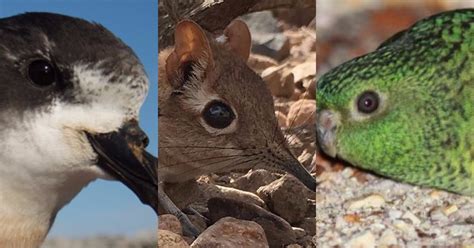 Animal species that went extinct this year and those that face possible extinctions in the years to come. Five Extinct Animals That 'Come Back From The Dead'
