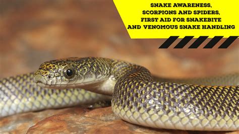 Snake Awareness And Venomous Snake Handling Gauteng 2020 01 26