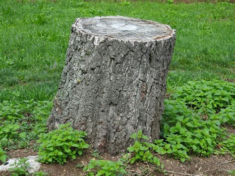 Find over 100+ of the best free tree stump images. How to remove an unsightly tree stump from your yard ...