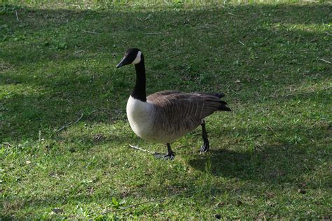 A Canadian Goose Free Stock Photo Public Domain Pictures