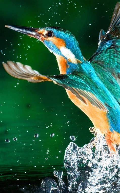 See high quality wallpapers follow the tag #4k hd wallpaper of nature. Kingfisher Bird 4K Ultra HD Mobile Wallpaper