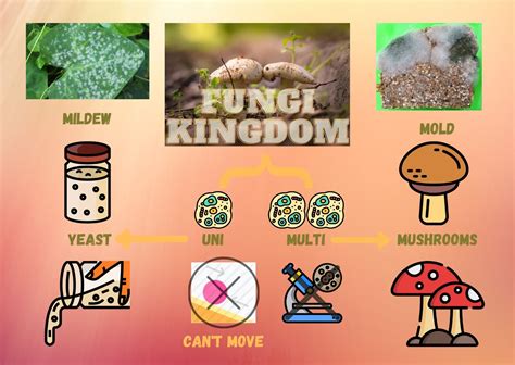 Fifth Grade Fungi Kingdom