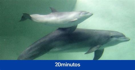 Dos Delfines Mueren Al Ser Drogados Con Heroína En Una Fiesta En Un