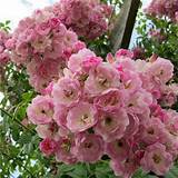 Best Fragrant Climbing Roses Images