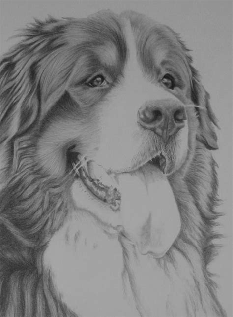 Pin On Bernese Mountain Dogs Art And Portraits