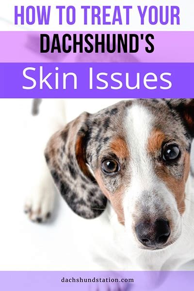 7 Simple Tricks To Prevent Treat Dachshund Skin Issues Dachshund Station