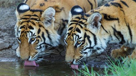 Tiger Canyon Private Game Reserve Tigers In Sa Your Perfect Africa