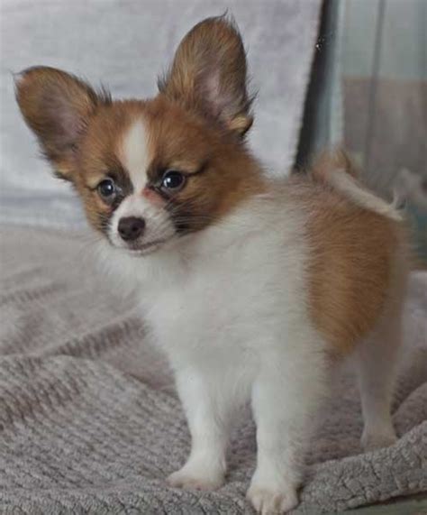 Papillon Puppy For Sale Heavenly Puppies